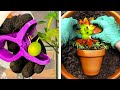 Cultive suas plantas com essas dicas úteis!