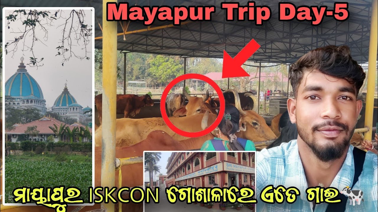 ମାୟାପୁର ISKCON ଗୋଶାଳାରେ ଏତେ ଗାଈ🐄 mayapur trip Day-5 