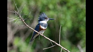 THE MOST OVERLOOKED BIRDS IN NORTH AMERICA: FEMALES