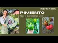 Cultivo de PIMIENTO: cómo cultivar  pimientos, morrones o ajíes  en tu huerta orgánica casera