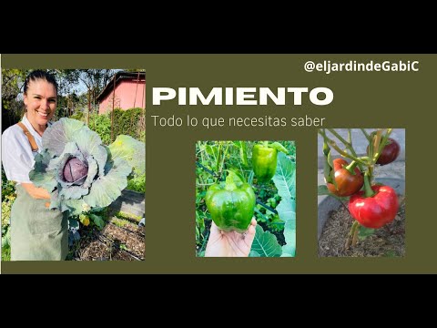 Video: Pimiento Morrón En Crecimiento: Lo Que Necesita Saber De Antemano