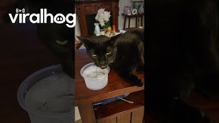 Spoiled Cat Sips Filtered Ice Water || Viralhog