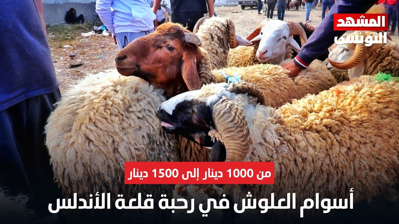أسوام العلوش في رحبة قلعة الأندلس من 1000 إلى 1500 دينار والفلاح يلوم الدولة على أسباب الغلاء