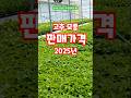 고추 모종 판매 가격 2025년 충북 괴산 한국농약백화점 육묘장 #shorts Mp3 Song