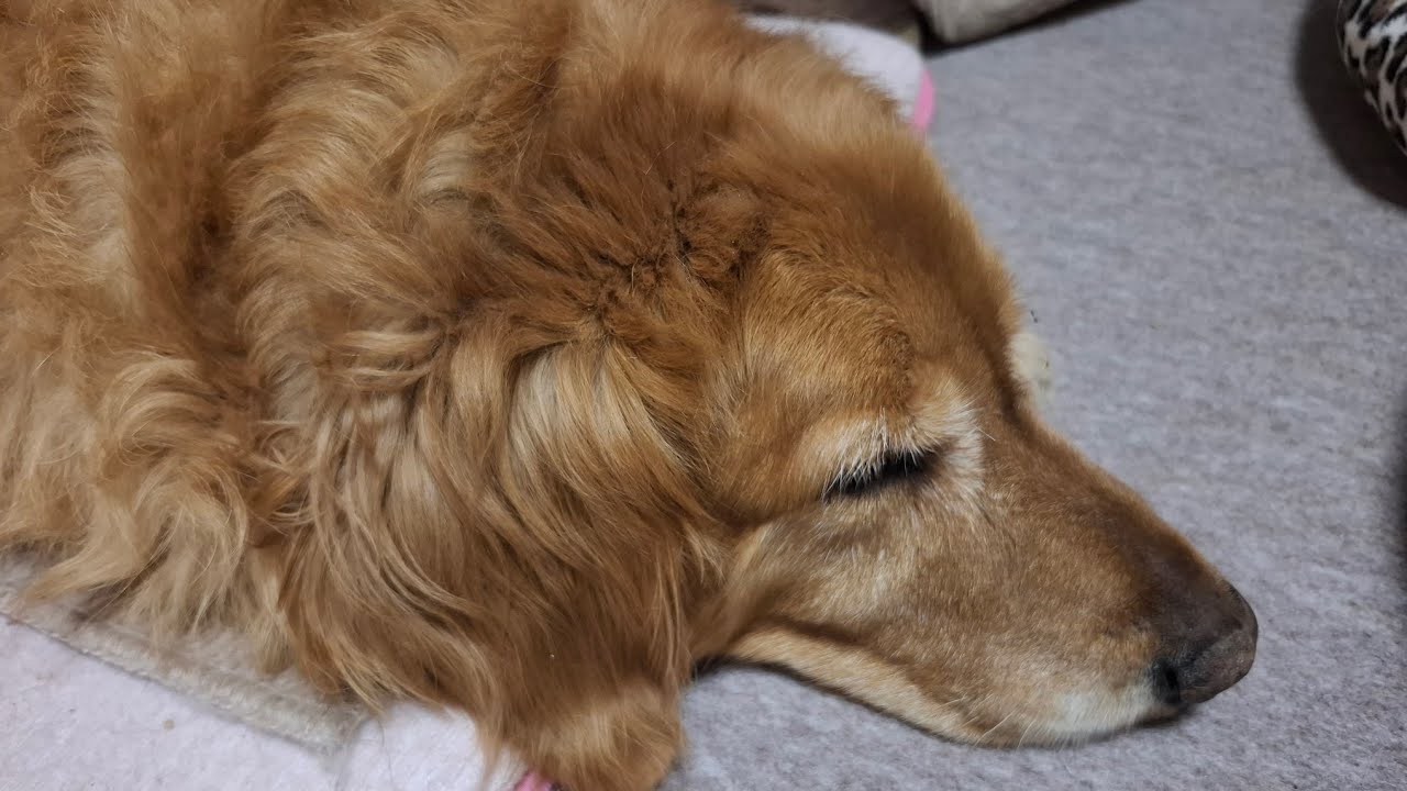 ごうまま　命の誕生の不思議、雑談　#ゴールデンレトリーバー　#保護ねこ　#妊娠出産