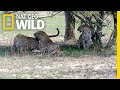 Two leopard sisters mate with same male in rare  nat geo wild