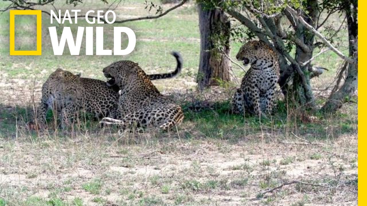 How Do Leopards Reproduce?