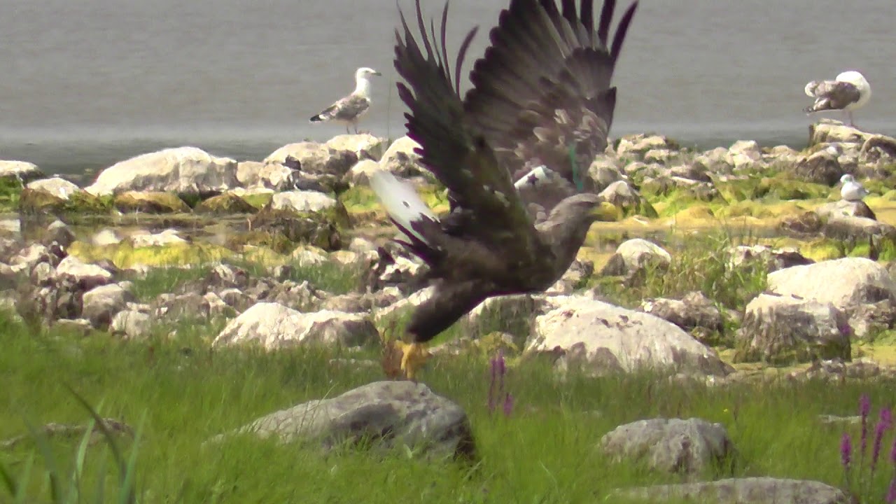 White-tailed Eagle 'Star' at Lough Gara, Co. Sligo. 