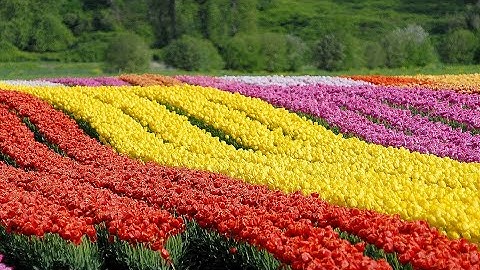 "Bloom" Tulip Festival Moves from Abbotsford BC