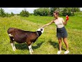 VILLAGE IN UKRAINE, OUR COW BORN A BABY 4K