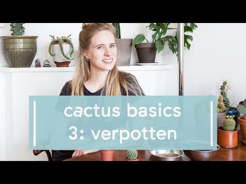 Video: Hoe Een Cactus Correct Te Transplanteren? Een Bloem Overplanten In Een Andere Pot Nadat Je Hem Thuis Hebt Gekocht. Is Het Mogelijk Om In De Winter Een Cactusscheut Te Verplanten?