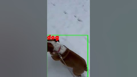 Yolo Object Detection