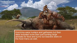 400,000 year old twist Beavers were on food menu for early humans, reveals study