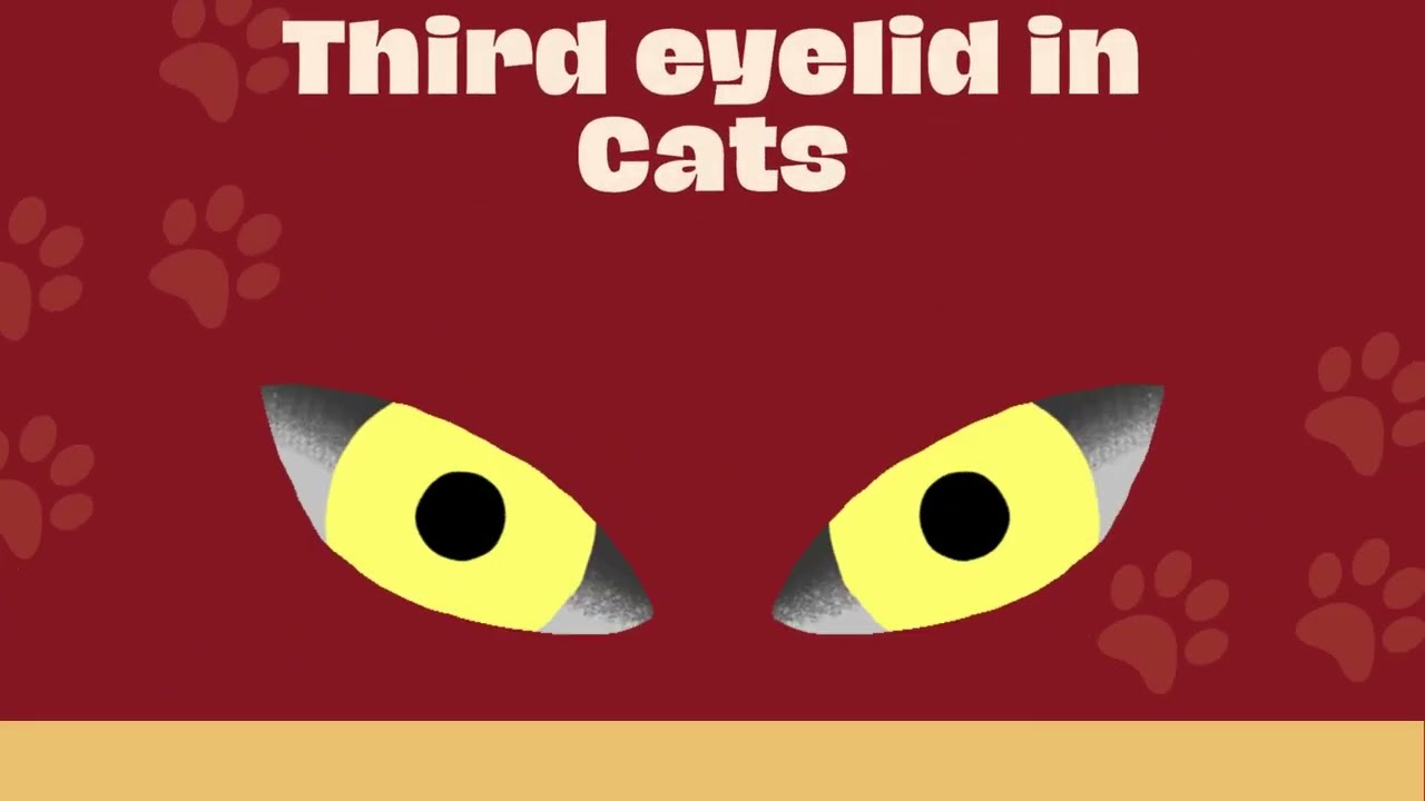 What Is a Third Eyelid in Cats?