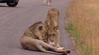 Zorro the nomad male lion - again hooking up with the Satara lion pride - Satara Kruger Park