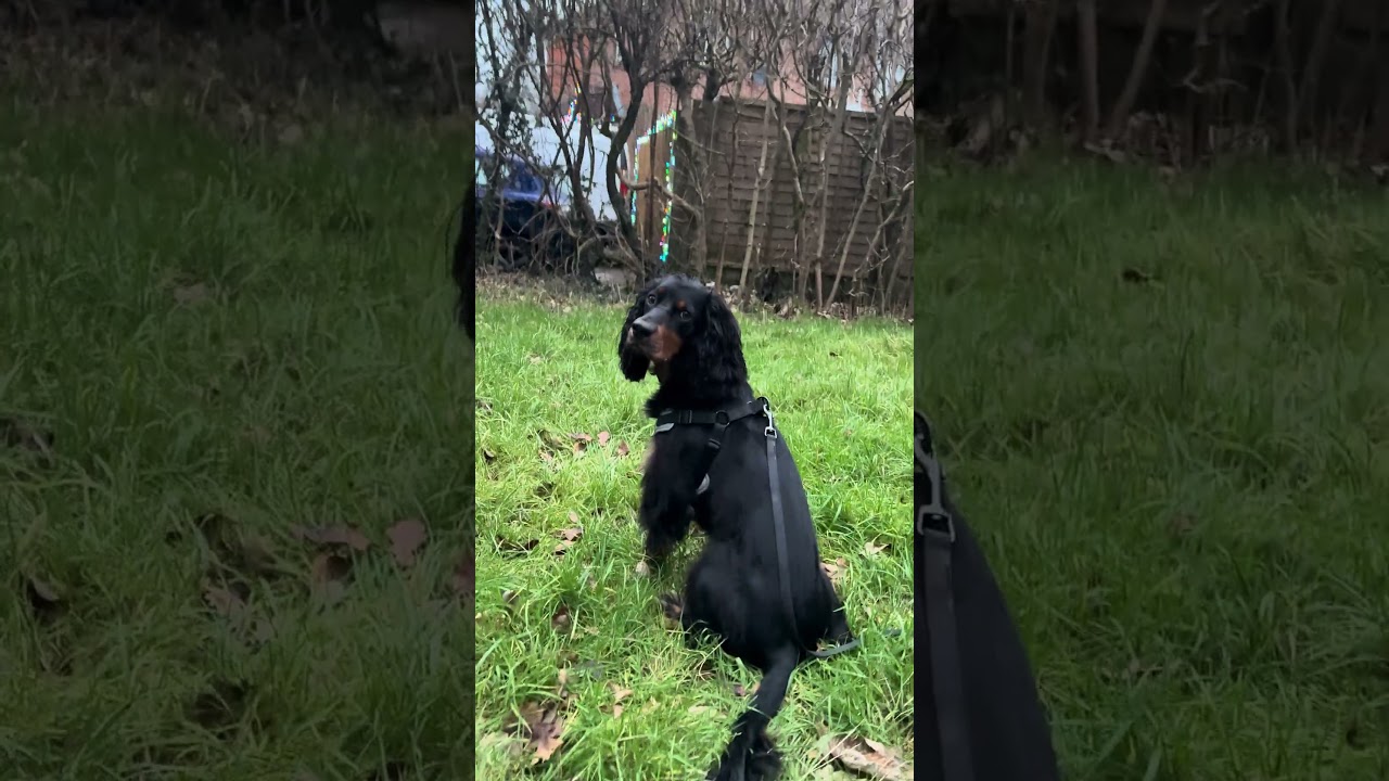 Sit, stay and find it!