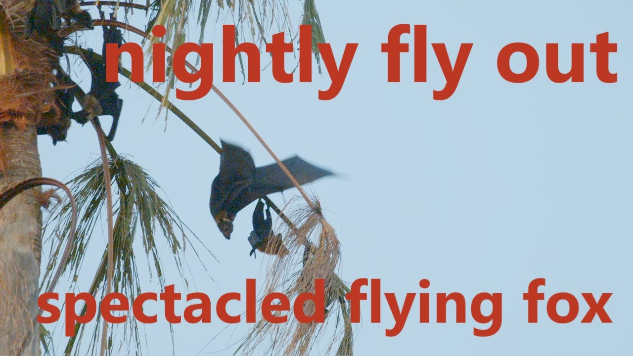 nightly flyout - spectacled flying fox