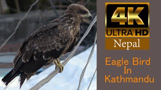 Eagle Bird In Kathmandu 4K Wildlife Of Nepal