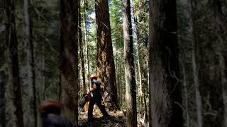 Echo cs-800p Falling 44" Idaho Red Fir
