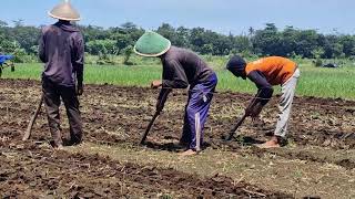 SMART FARMING TECHNIQUE: PERFECT RAISED BEDS FOR PALAWIJA CROPS!-agriculture farming