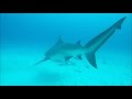 Bull Shark Diving Playa Del Carmen 2016
