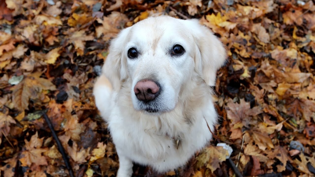 Лучший друг - The best friend ever