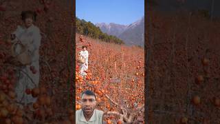 #apple farming #vairal #fruitgrowing #agrifuture #fruitrees #shortsfeed #shorts