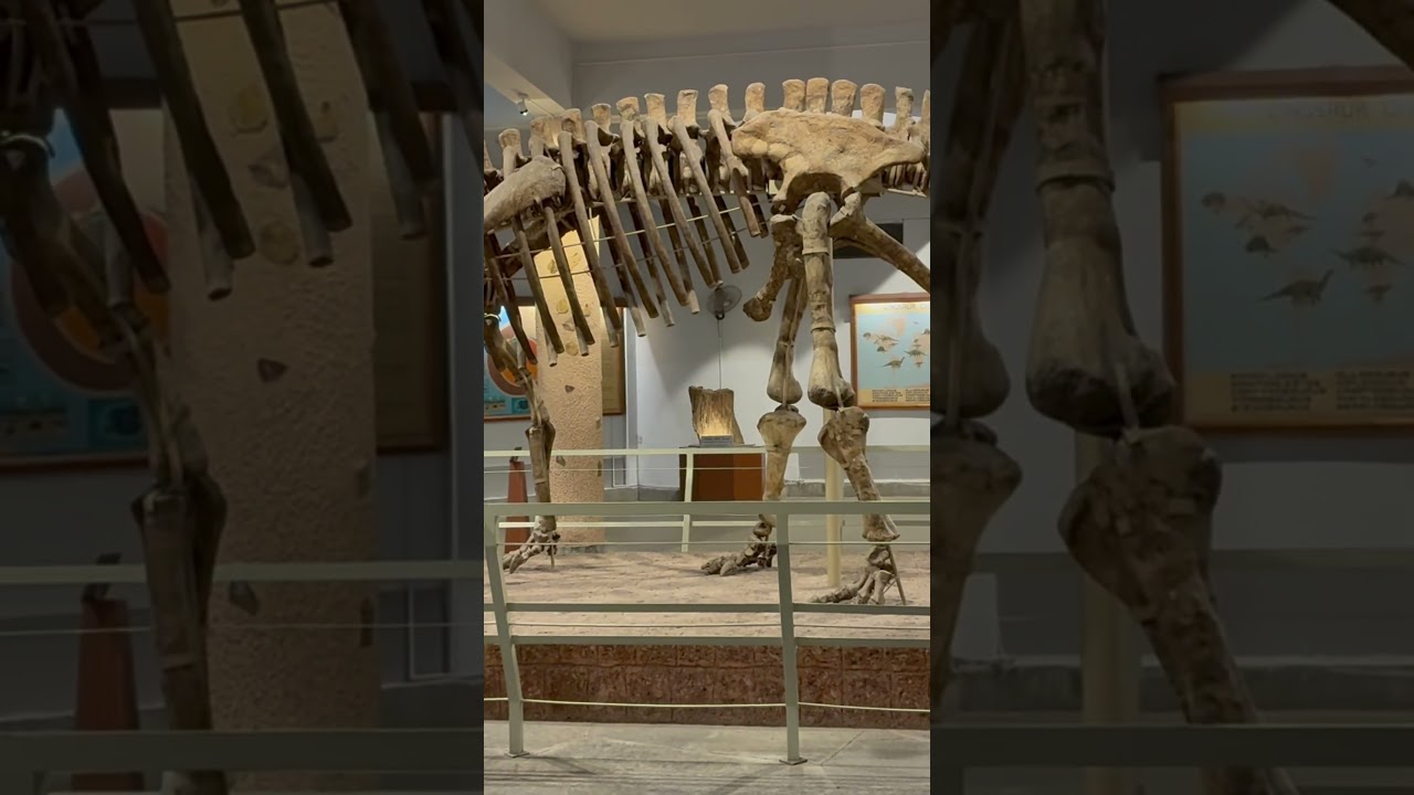 Hyderabad Birla museum Dinosaur Skeleton Found in Adilabad District 