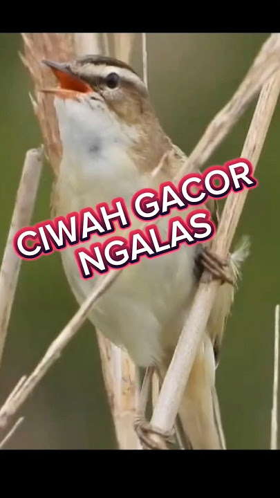 prenjak sawah gacor, #ciblek sawah gacor, #burung #ciwah klik bren #kicaumania