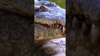 How Millions of Crocodiles Are Processed – Massive Crocodile Farming For Skin & Meat
(Discover the fascinating — and controversial — world of massive crocodile farming 🐊💼 From hatchling to harvest, see how millions of crocodiles are raised, processed, and transformed into some of the world’s most expensive leather and exotic meat.
In this video, we take you inside large-scale crocodile farms where advanced breeding, feeding, and processing systems turn raw nature into luxury goods worth billions. 🌍💰 Learn how crocodile skin becomes high-end fashion material and how the meat industry thrives on strict farming standards, sustainability efforts, and international trade.
Is this the future of ethical farming or an industry under fire? Watch till the end to find out how crocodile farming shapes economies — and controversies — across the globe.
#CrocodileFarming #WildlifeIndustry #ExoticLeather #SustainableFarming #AnimalProcessing #GlobalTrade How Millions of Crocodiles Are Processed – Massive Crocodile Farming For Skin & Meat