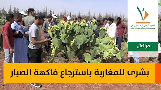 المغرب ينجح في استرجاع فاكهة الصبار بعد سنوات من المعاناة مع الحشرة القرمزية