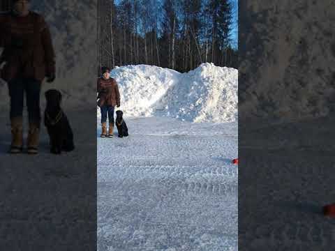 Video: Luonnollisia Tapoja Rauhoittaa Hermostavaa Koiraa