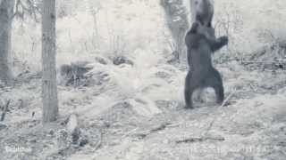 Go home bear, you're drunk!