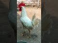 farmi murga full size attitude