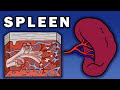 Understanding the Spleen