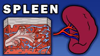 SPLEEN ANATOMY