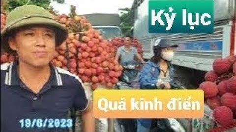 Kỷ Lục Bán Vải Thiều Lục Ngạn - Giá Bao Nhiêu l Viet Nam Lychee l Núi Đồi Lục Ngạn
