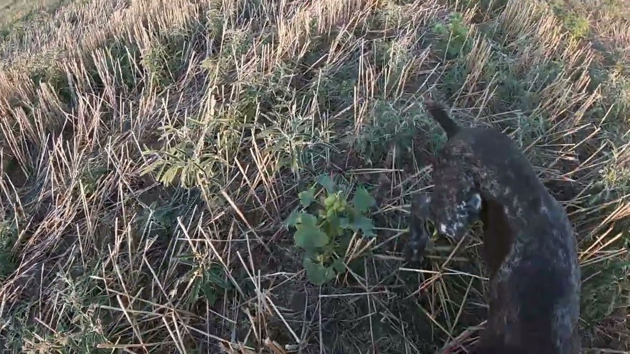 Κυνήγι ορτυκιού με Kurzhaar 