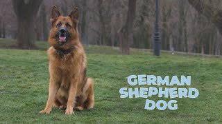 German Shepherd Dog Breed 101 by Chihu Life 540 views 2 years ago 2 minutes, 2 seconds