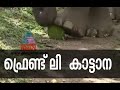 A Wild Elephant's friendship with Villagers