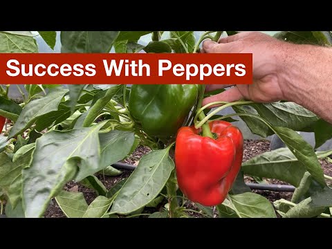 Finally Success With Peppers
