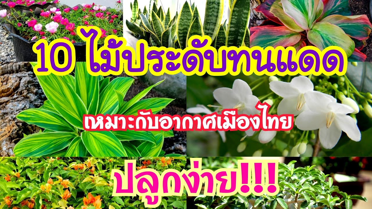 ไม้กระถางในร่ม  Update  10 ไม้ประดับทนแดด ทนร้อน เหมาะกับอากาศเมืองไทย  #ไม้ประดับ #ไม้มงคล #ไม้ดอก #ไม้สวยงามเมืองไทย