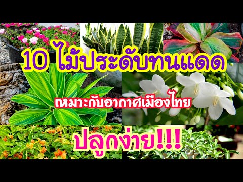 วีดีโอ: ไม้ดอกเขตร้อนในร่ม - ไม้กระถางเขตร้อน 5 ต้นพร้อมดอกไม้