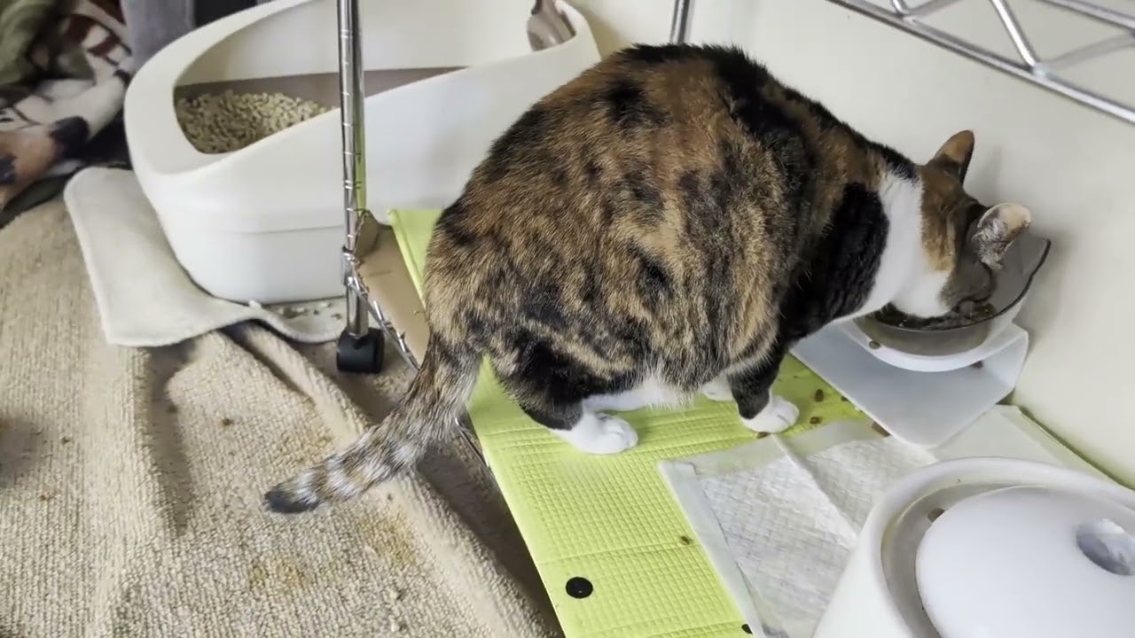 Beautiful day【Terrace and Stella】