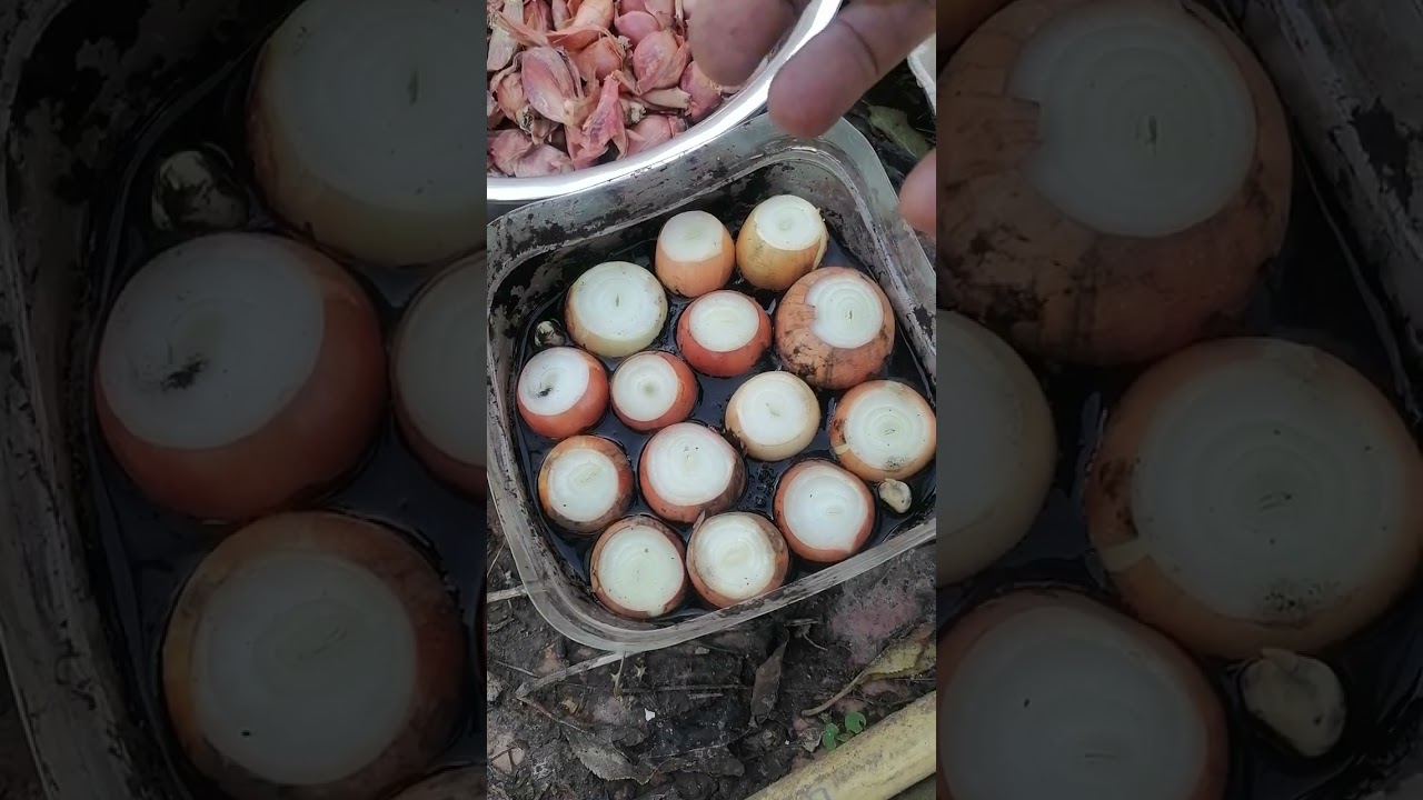 Щедрий сад та город. Херсон. Зустріч №18.Садимо та вирощуємо вітаміни.