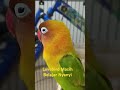 Lovebird durasi bisa panjang
