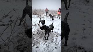 Awesome Pointers from @9MileKennels20 Birddog GSP #hunting #dogtraining #gundogtraining