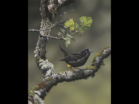 Videó: A Savannah Verébék (Passerculus Sandwichensis) ének Viselkedésének Tiltása és Szezonális Mintázata