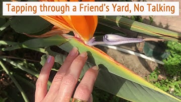 ASMR * Tapping through a Yard * Tapping & Scratching * Fast Tapping * No Talking * ASMRVilla