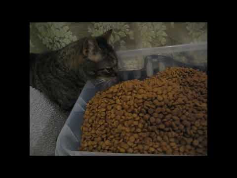 cat แปลว่า FOOD!